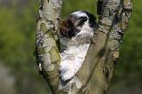 SHIH TZU 326